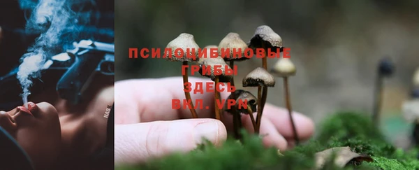 ALPHA-PVP Новозыбков
